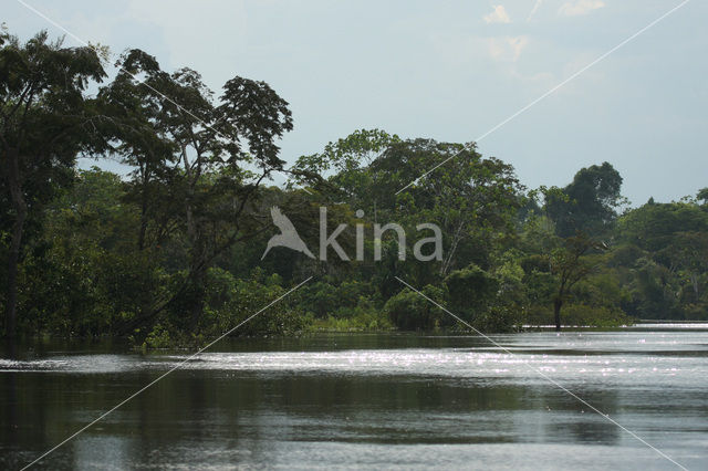 Tamshiyacu Tahuayo Reserve