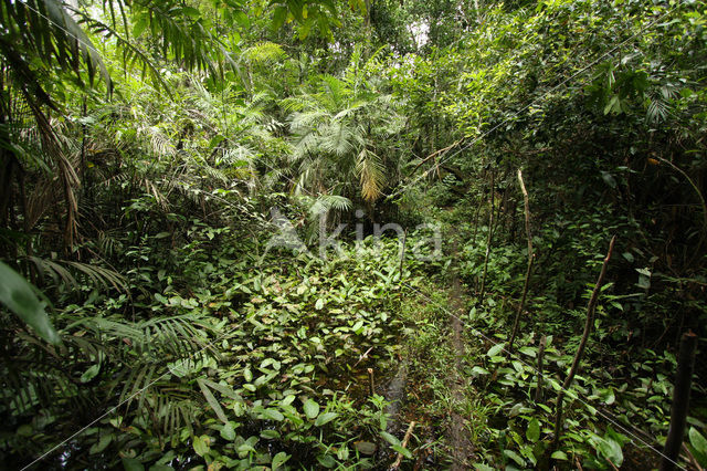 Tamshiyacu Tahuayo Reserve