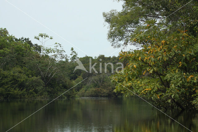 Tamshiyacu Tahuayo Reserve