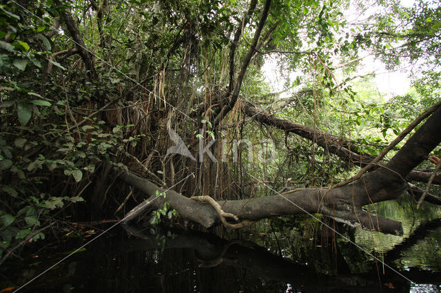 Tamshiyacu Tahuayo Reserve