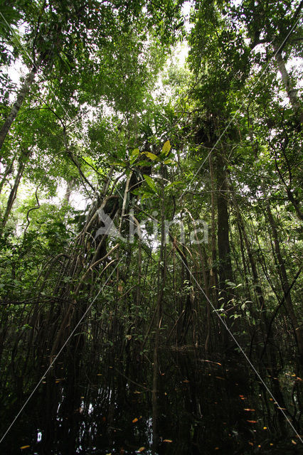 Tamshiyacu Tahuayo Reserve