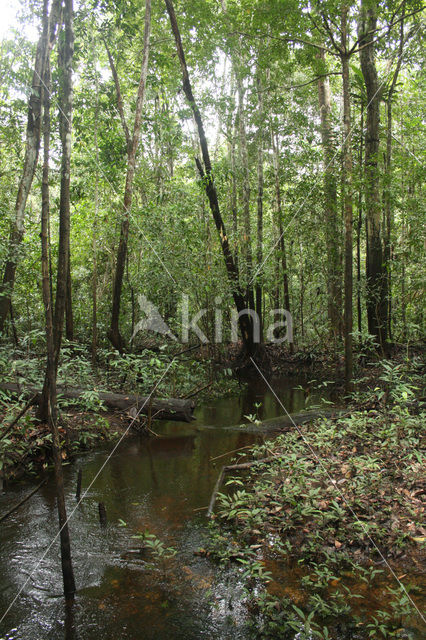 Tamshiyacu Tahuayo Reserve