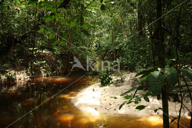 Tamshiyacu Tahuayo Reserve