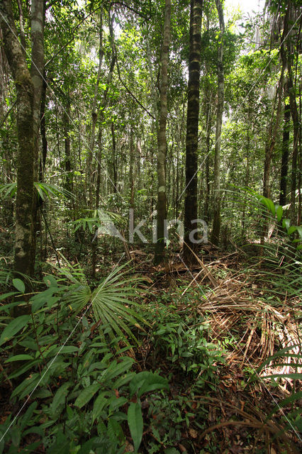 Tamshiyacu Tahuayo Reserve