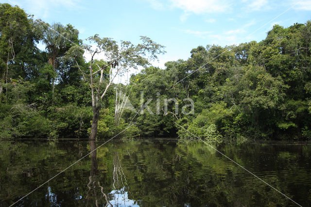 Tamshiyacu Tahuayo Reserve