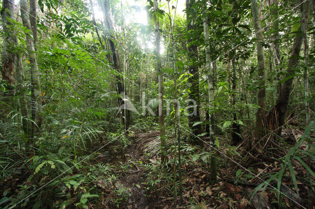 Tamshiyacu Tahuayo Reserve