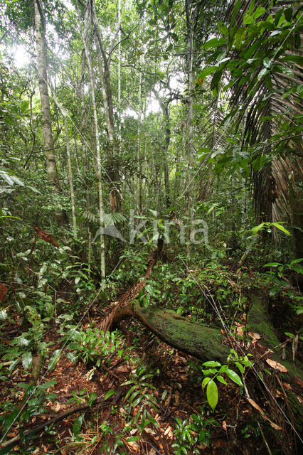 Tamshiyacu Tahuayo Reserve