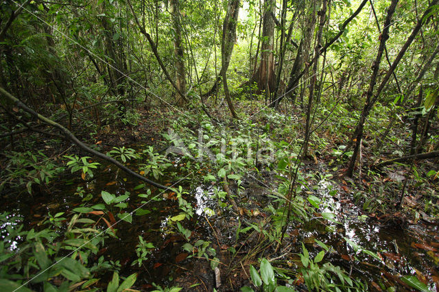 Tamshiyacu Tahuayo Reserve