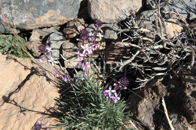 Teide Wallflower (Erysimum scoparium)