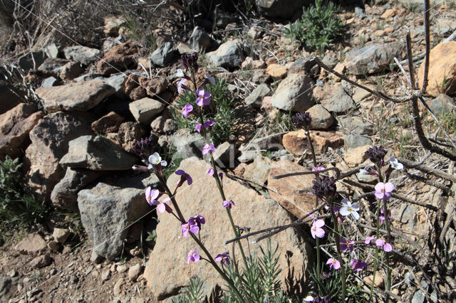 Teide Wallflower (Erysimum scoparium)