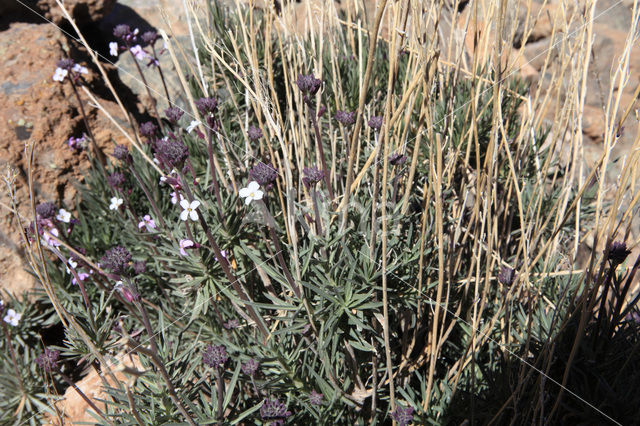 Teide Wallflower (Erysimum scoparium)