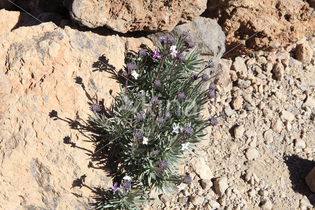 Teide Wallflower (Erysimum scoparium)