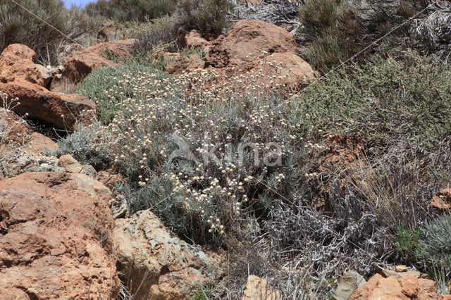 Teide Wallflower (Erysimum scoparium)