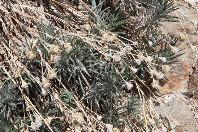 Teide Wallflower (Erysimum scoparium)