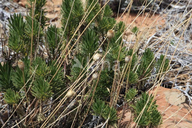 Teide Wallflower (Erysimum scoparium)