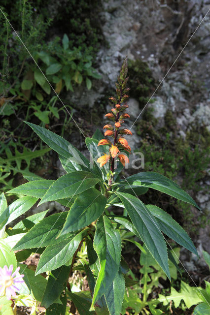 Tenerife Shrub Foxglove (Isoplexis canariensis)