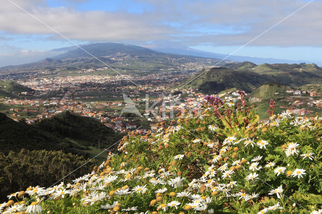 Tenerife