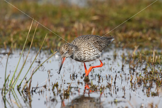 Common Redshank (Tringa totanus)