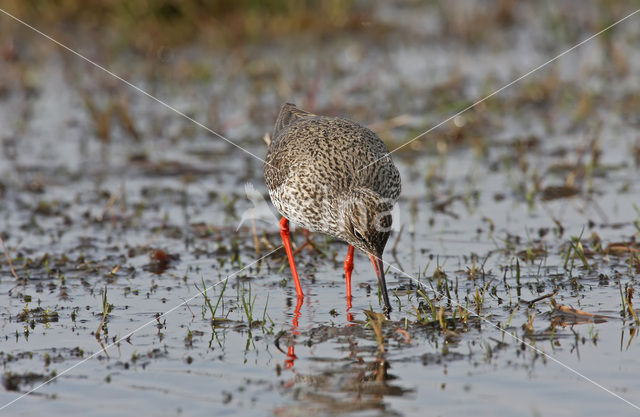 Tureluur (Tringa totanus)