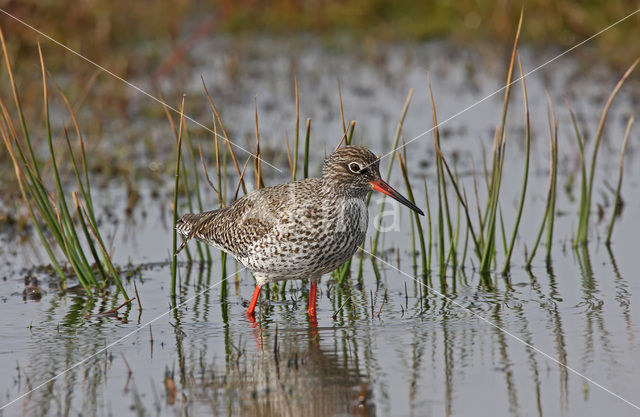 Tureluur (Tringa totanus)