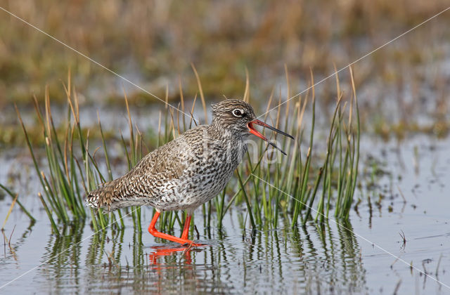 Common Redshank (Tringa totanus)