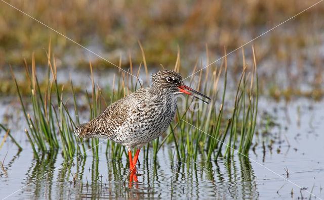 Tureluur (Tringa totanus)