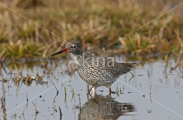 Tureluur (Tringa totanus)