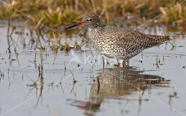 Common Redshank (Tringa totanus)