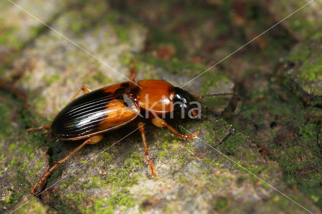 Tweekleurige Glansloper (Stenolophus teutonus)