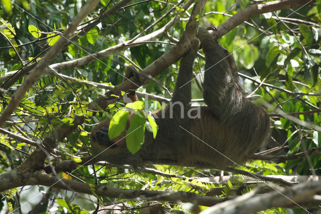 Tweevingerige luiaard (Choloepus didactylus)