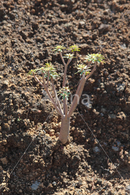 verode (Kleinia neriifolia)