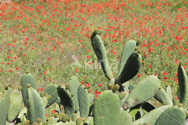 Vijgcactus (Opuntia ficus-barbarica)