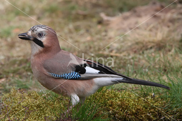 Vlaamse Gaai (Garrulus glandarius)