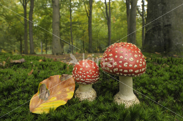 Vliegenzwam (Amanita muscaria)