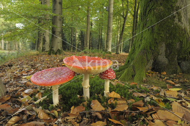 Vliegenzwam (Amanita muscaria)