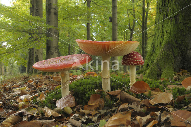 Vliegenzwam (Amanita muscaria)