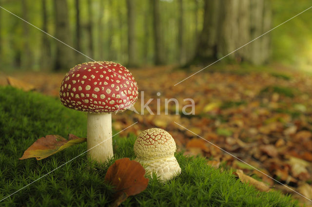 Vliegenzwam (Amanita muscaria)