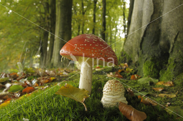 Vliegenzwam (Amanita muscaria)