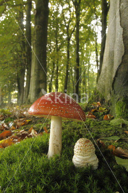 Vliegenzwam (Amanita muscaria)