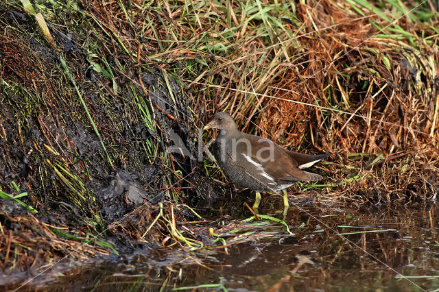 Waterhoen (Gallinula chloropus)