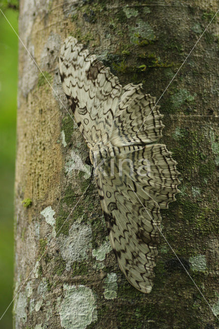 White Witch Moth (Thysania agrippina)