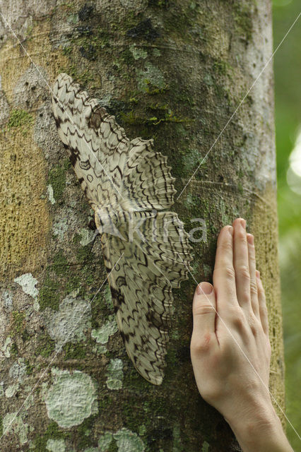 White Witch Moth (Thysania agrippina)