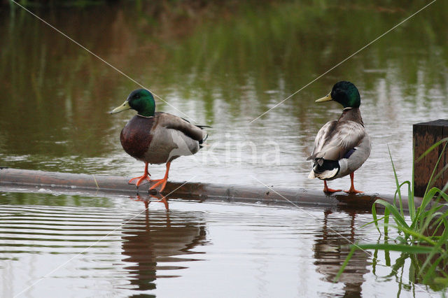 Wilde Eend (Anas platyrhynchos)