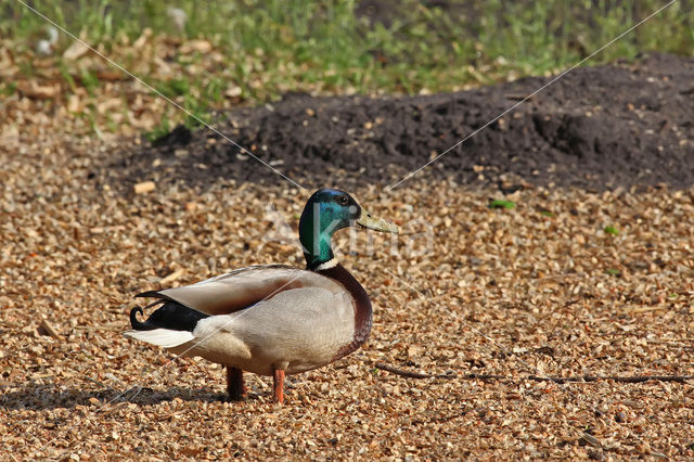 Wilde Eend (Anas platyrhynchos)