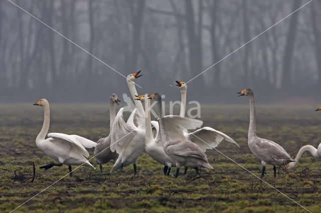 Wilde Zwaan (Cygnus cygnus)