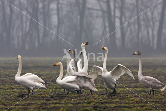 Wilde Zwaan (Cygnus cygnus)