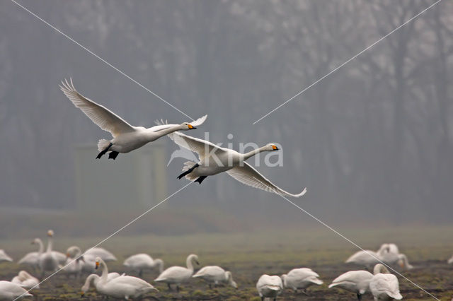 Wilde Zwaan (Cygnus cygnus)