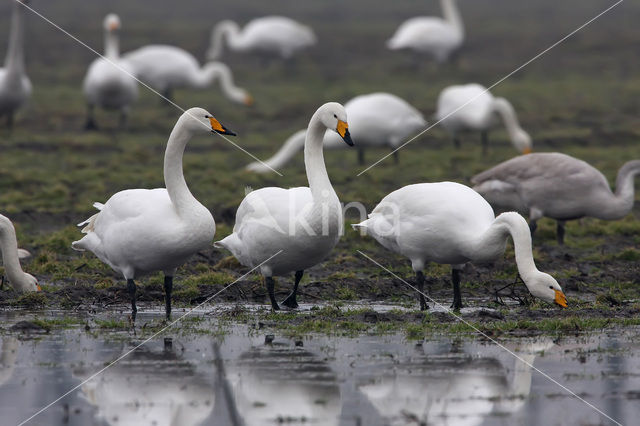 Wilde Zwaan (Cygnus cygnus)