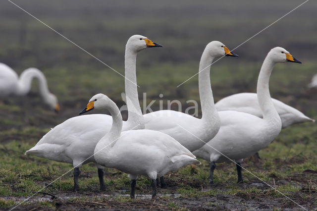 Wilde Zwaan (Cygnus cygnus)