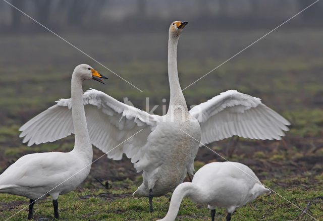 Wilde Zwaan (Cygnus cygnus)